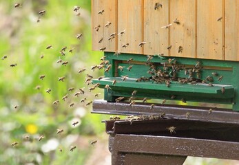 Honey bees swarm near bee hive in the meadow