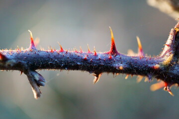 Abstract defocused macro photography of colorful thorny branch in spring time