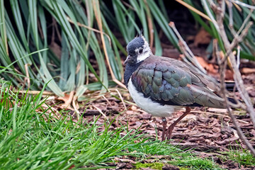 Kiebitz ( Vanellus vanellus ).