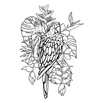 black and white parrot tropical flowers clip art preview