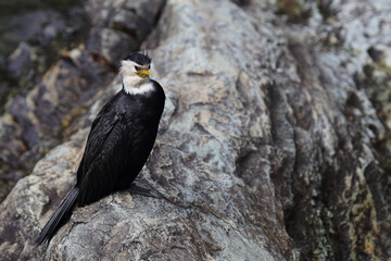 Australische Zwergscharbe oder Kräuselscharbe / Little pied cormorant or Little shag / Microcarbo melanoleucos
