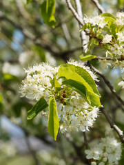 (Prunus mahaleb) Steinweichsel, Felsen- oder Weichselkirsche, baum mit weißen, duftenden...