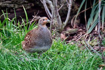 Rebhuhn ( Perdix perdix ).