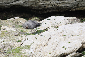 Neuseel&auml;ndischer Seeb&auml;r / New Zealand fur seal / Arctocephalus forsteri