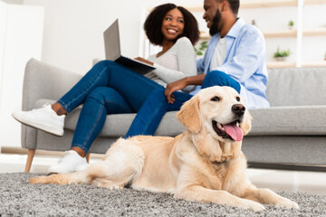 Young black couple at home with laptop and labrador