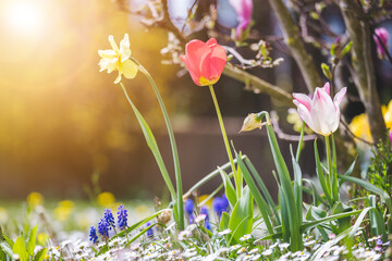 Spring time flower scenery: Colorful spring flowers with tulips and narcissus