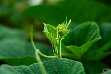 Bottle gourd plant leaves closed up mode