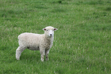 Fototapeta premium Romneyschaf / Romney sheep / Ovis.