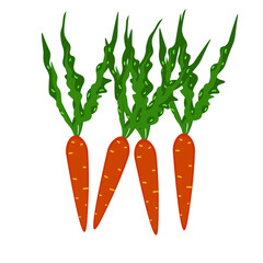four carrots on a white background. vector illustration
