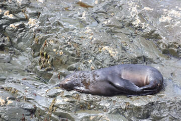 Neuseeländischer Seebär / New Zealand fur seal / Arctocephalus forsteri