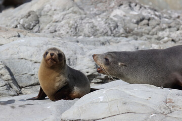 Obraz premium Neuseeländischer Seebär / New Zealand fur seal / Arctocephalus forsteri.