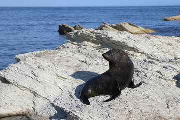 Naklejka premium Neuseeländischer Seebär / New Zealand fur seal / Arctocephalus forsteri