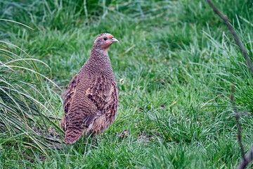 Rebhuhn ( Perdix perdix ).