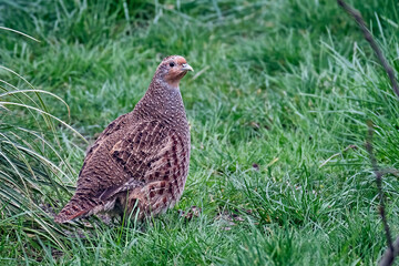 Rebhuhn ( Perdix perdix ).