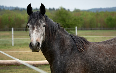 Close-up of a brown horse with white head standing in a paddock behind electric fence.