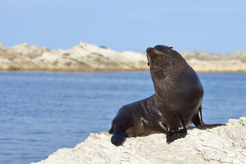 Neuseeländischer Seebär / New Zealand fur seal / Arctocephalus forsteri