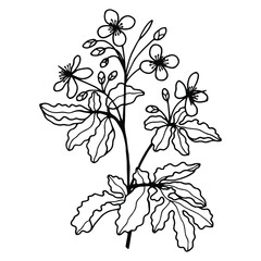 Celandine Big Plant. Vector stock illustration eps10. Hand drawing, outline. Isolate on a white background. 