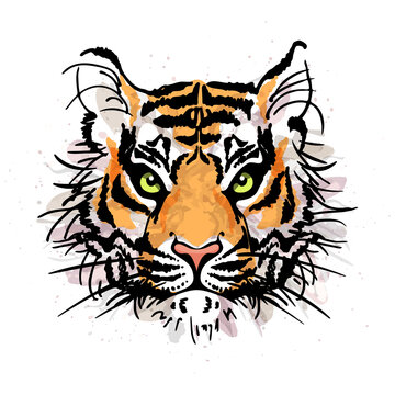 Vector colored tiger head, menacing muzzle for emblems, badges, labels, templates, grunge image. Isolated predator on a white background. Chinese New Year symbol