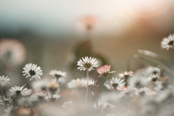 Daisies in springtime: Close up picture, copy space