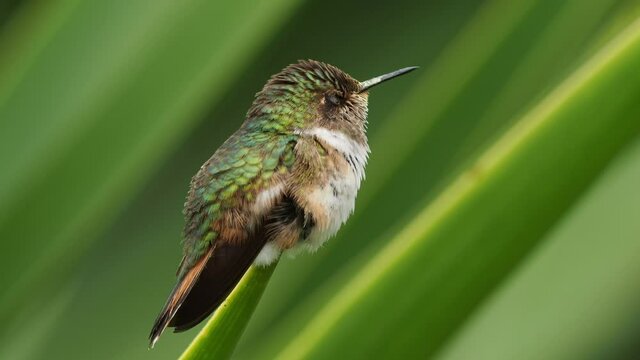 Volcano Hummingbird - Selasphorus flammula very small hummingbird which breeds only in the mountains of Costa Rica and Chiriqui, Panama. Resting and cleaning feeding on the green bush.