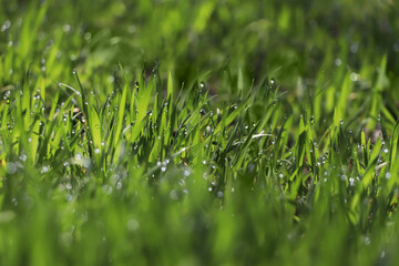 Fresh green grass with dew drops on spring morning, closeup.