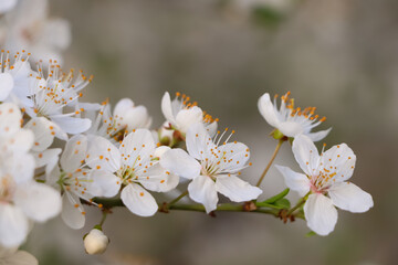 Cherry tree with white blossoms on blurred background, closeup. Spring season