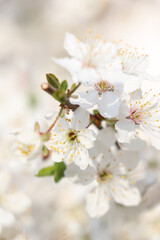 Cherry tree with white blossoms on blurred background, closeup. Spring season