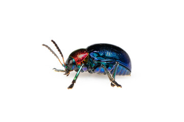 Image of blue milkweed beetle it has blue wings and a red head isolated on white background. Insect. Animal.