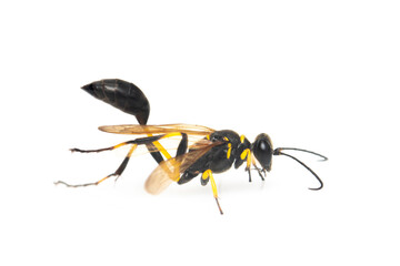 Image of mud dauber wasp(Sphecidae) isolated on white background. Insect. Animal.