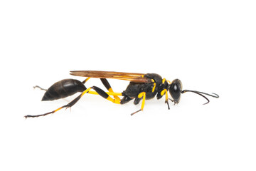 Image of mud dauber wasp(Sphecidae) isolated on white background. Insect. Animal.