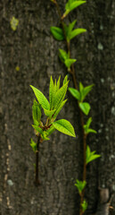 young green sprout on the tree