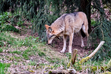 Obraz premium Europäischer Wolf ( Canis lupus )