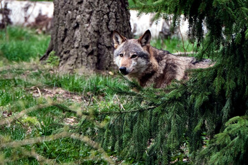 Fototapeta premium Europäischer Wolf ( Canis lupus )