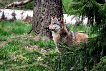 Europäischer Wolf ( Canis lupus )