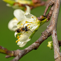 Bienensterben - kleine Wildbiene auf einer Zwetschenblüte