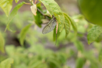 Eintagsfleige am Zweig mit Bl&auml;ttern h&auml;ngend