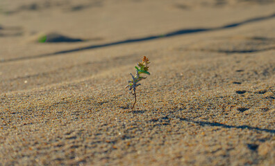 Growing in the Sand