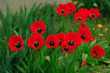 Colorful spring flowers on nature background