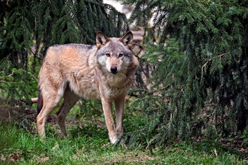 Naklejka na ściany i meble Europäischer Wolf ( Canis lupus )