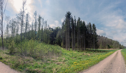Fototapeta na wymiar Waldrand Panorama mit Aufforstung , Wiese, blühenden Löwenzahn und Weg