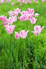 한국공원에핀꽃입니다