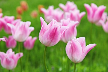 한국공원에핀튤립입니다