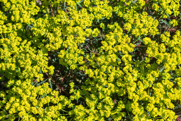 Euphorbia cyparissias 'Fens Ruby' a spring summer evergreen flowering shrub plant with a  springtime summer yellow flower and commonly known as cypress spurge, stock photo image