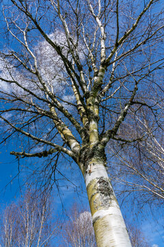 Betula utilis tree in winter with a blue sky which is commonly known as Himalayan Birch and has a white bark, stock photo image