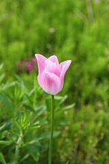 한국공원에핀튤립입니다