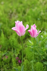 한국공원에핀튤립입니다