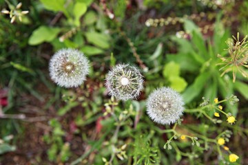 한국공원에핀꽃