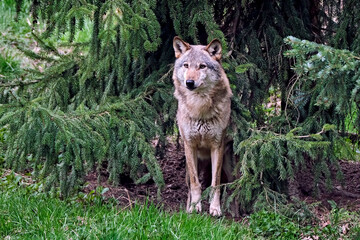 Europäischer Wolf ( Canis lupus )