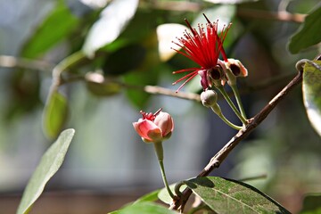 한국공원에핀꽃