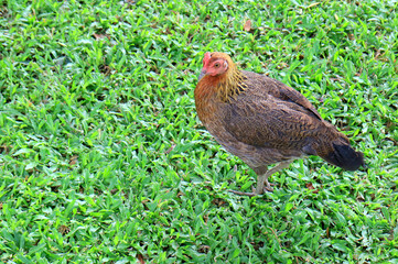 Closeup of a Gorgeous Bantam Hen Relaxing on the Green Grass Field